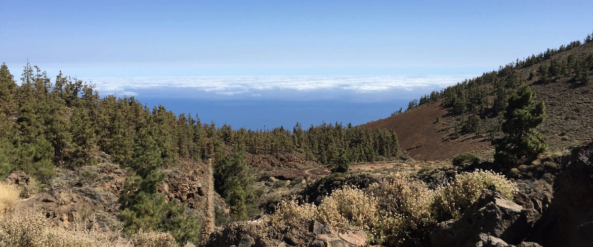 Tenerife Fra Hamborg Billede 07.jpg