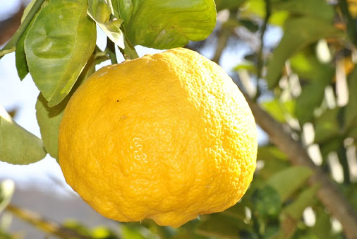 lemon-181650_640.jpg
